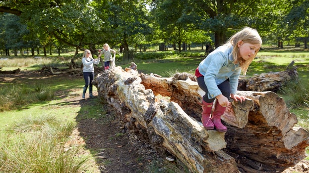 Young girl climbing a fallen tree trunk in a sunlit park, while two others follow behind. The scene conveys adventure and exploration in nature.